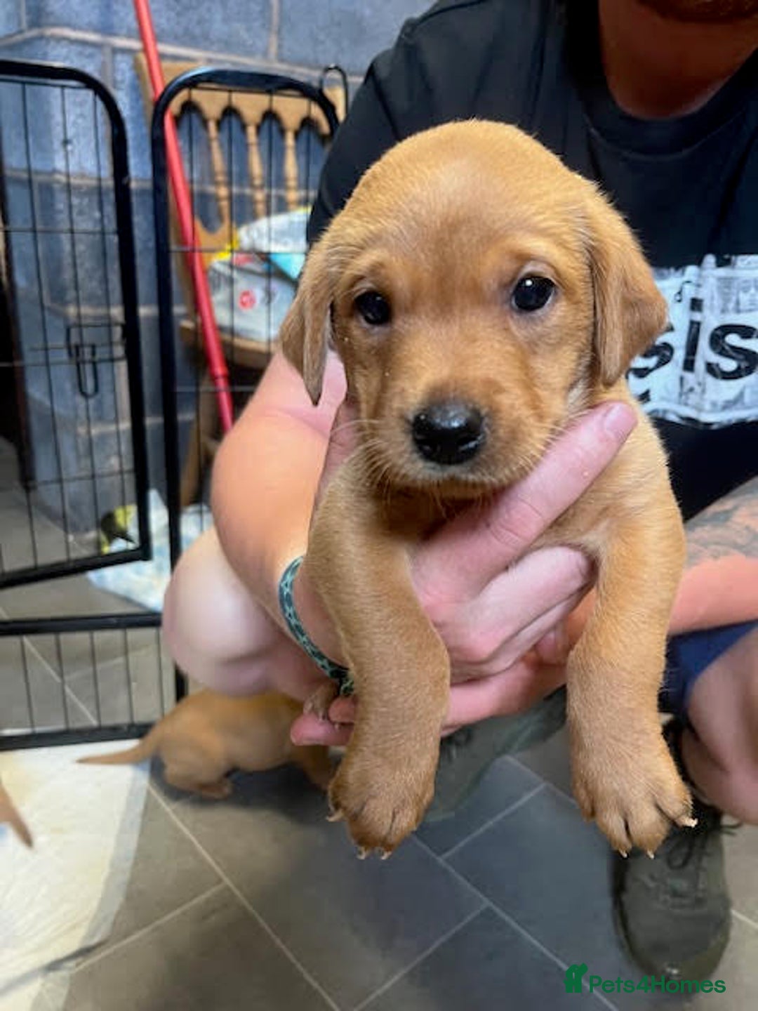 Labrador Retriever dogs for sale: Beautiful Red Fox Labrador Pups – 4 Boys & 4 Girls - Image 14