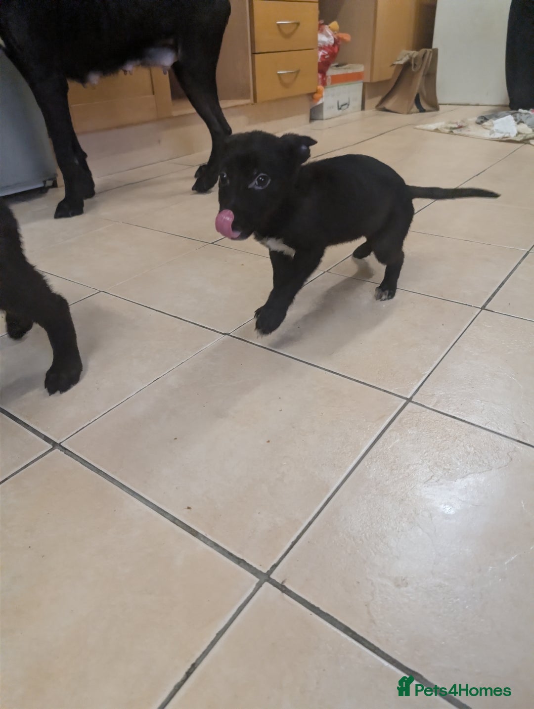 Mixed Breed dogs for sale: Cane corso x German shepherd pups  - Advert 4
