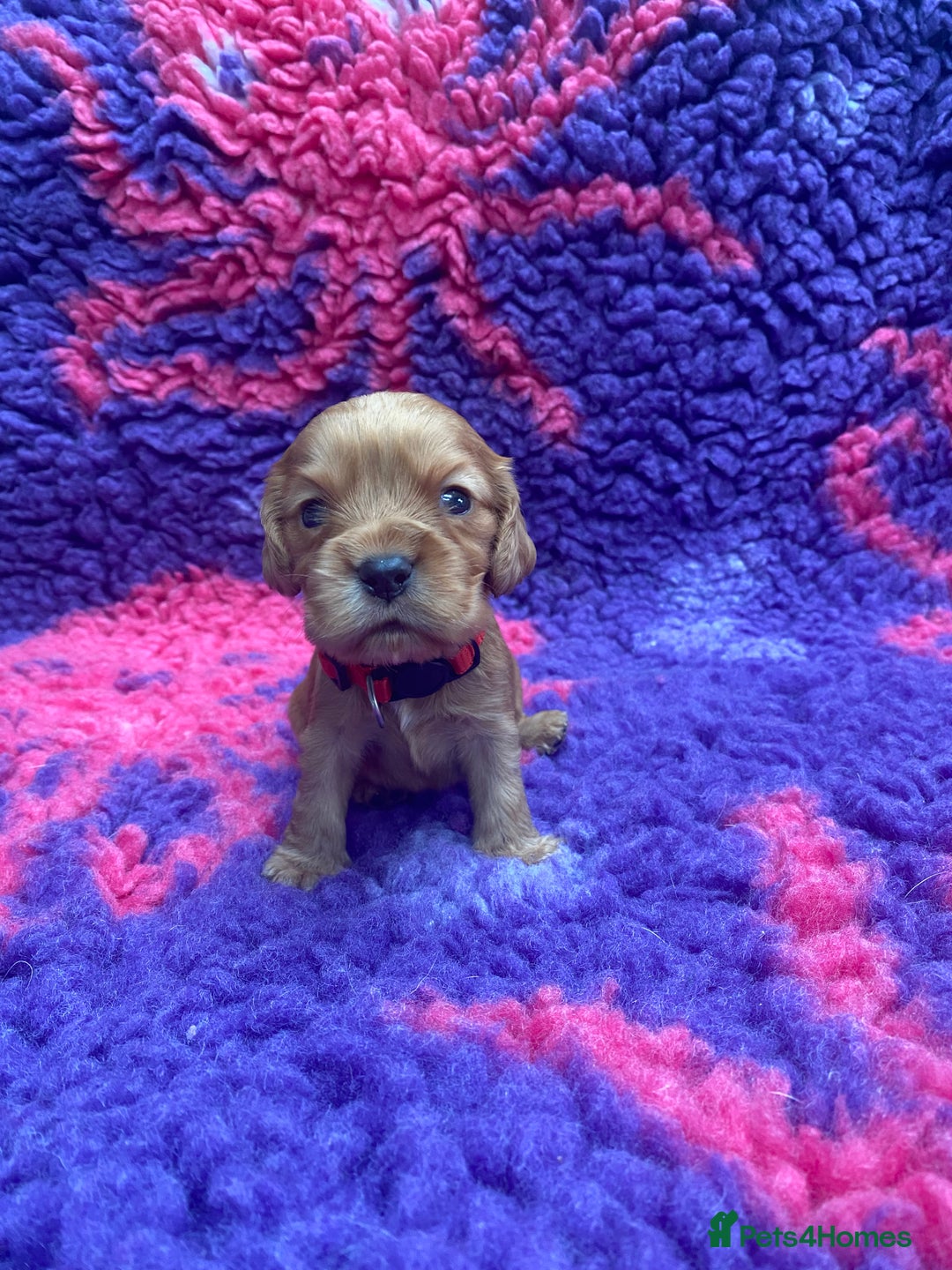 Cocker Spaniel dogs for sale: KC Reg Show Type Golden Cocker Spaniel puppies - Image 11