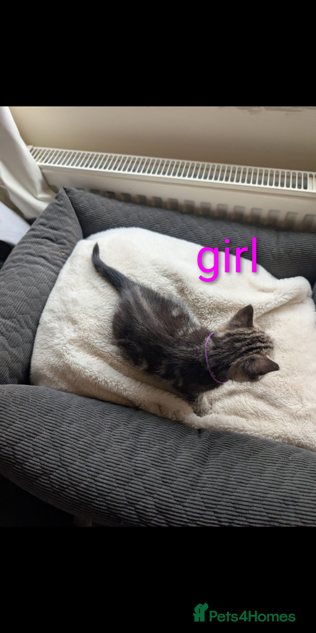 Ragdoll cats for sale: Ragdoll x British shirt hair - Image 11