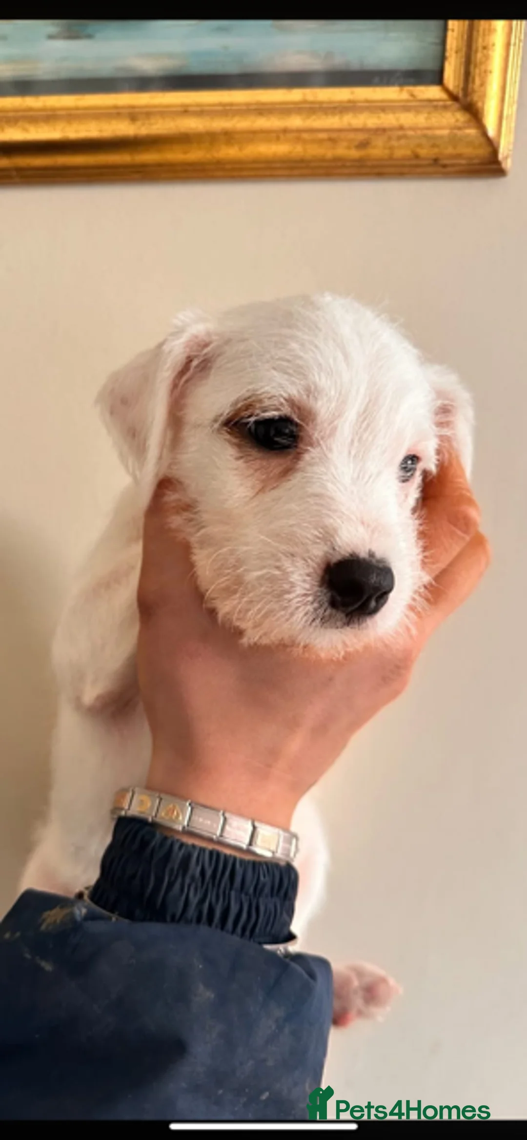 Parson Russell dogs for sale: Parson Russell Puppies - Advert 6