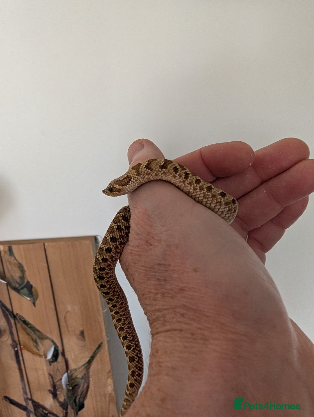 Snake reptiles for sale: Lemon ghost hognose  - Image 2