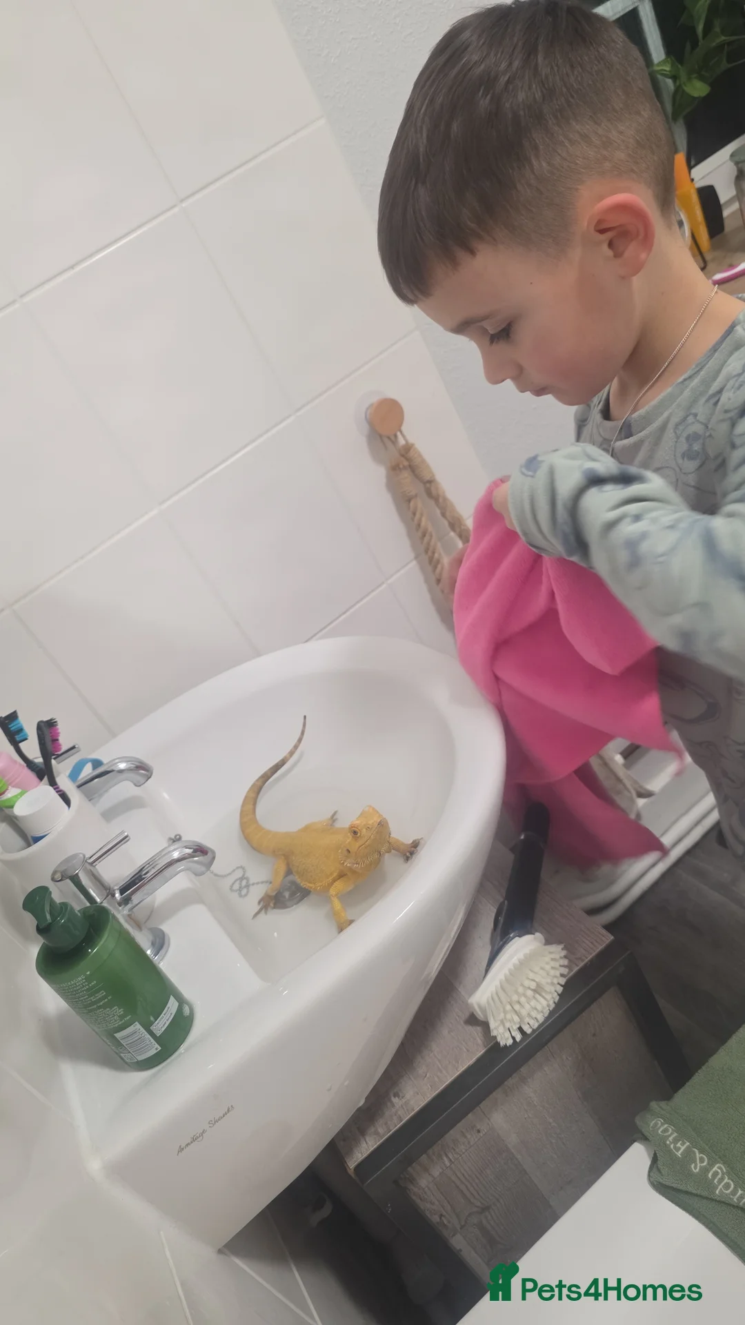 Bearded Dragon reptiles for sale: Our sweet friendly dragon.  in Dover - Advert 2