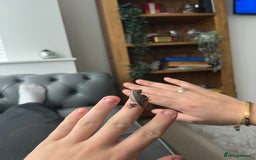 Gecko reptiles for sale: Baby gargoyles 1 month old £105 with small setup  in Deeside - Image 4