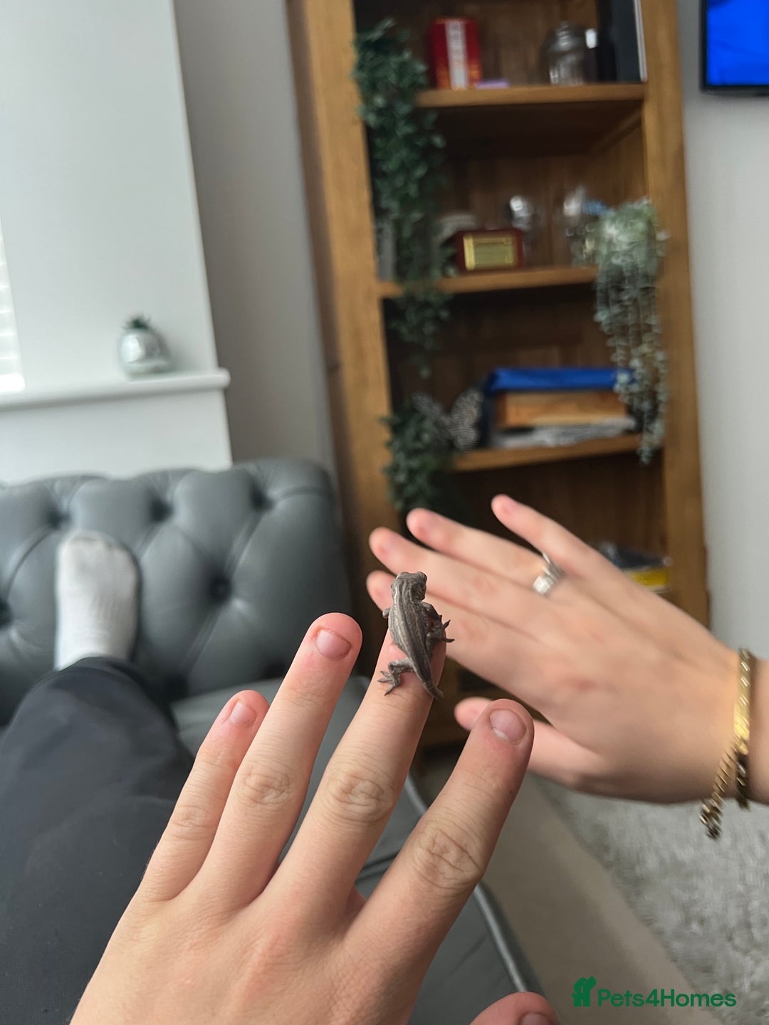Gecko reptiles for sale: Baby gargoyles 1 month old £105 with small setup  in Deeside - Image 4