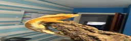 Gecko reptiles for sale: ❤️❤️ LILYWHITE CRESTED GECKOS FOR SALE ❤️❤️ - Advert 4