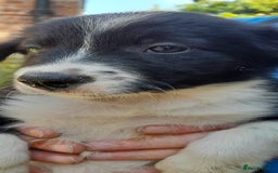Sprollie dogs for sale: Border Collie x Springer Spaniel pups - Image 4