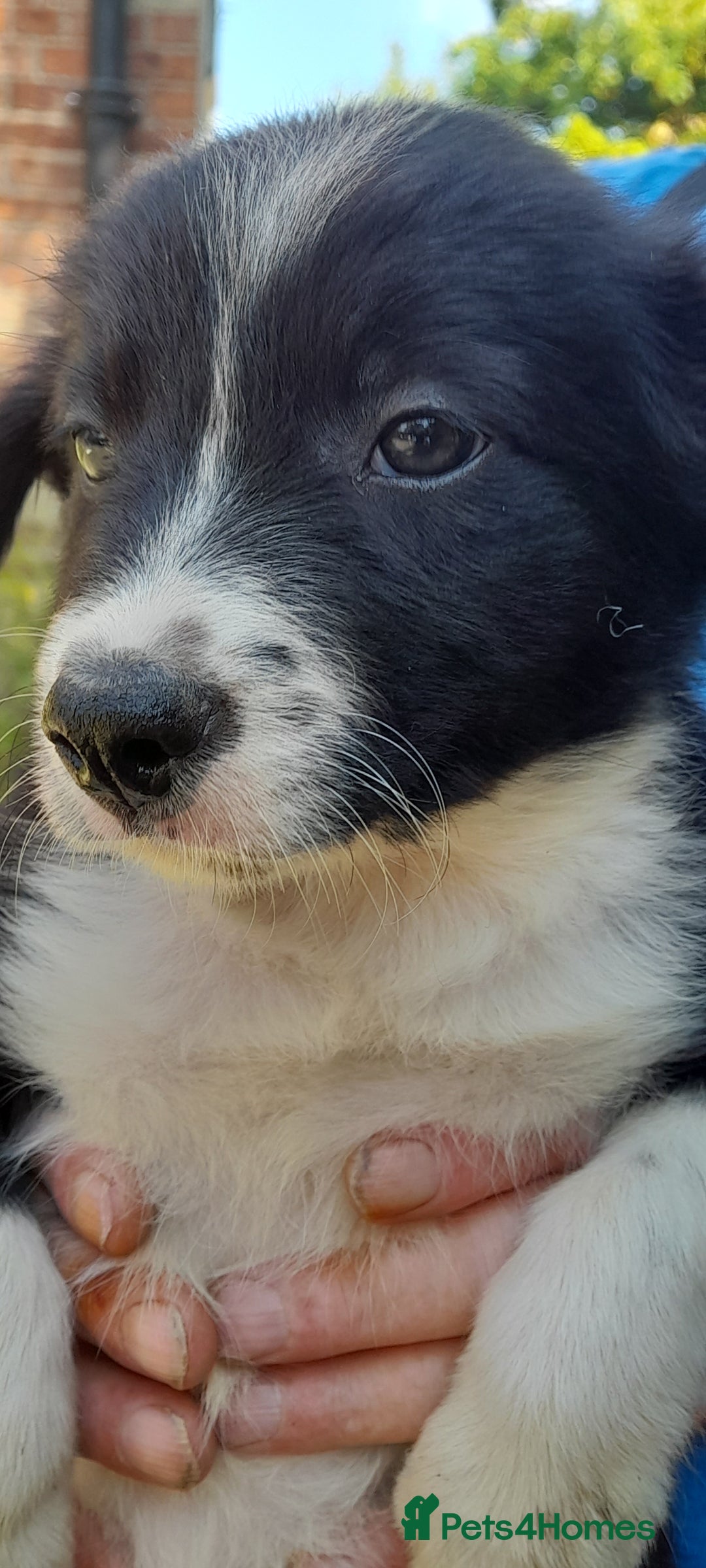 Sprollie dogs for sale: Border Collie x Springer Spaniel pups - Image 4