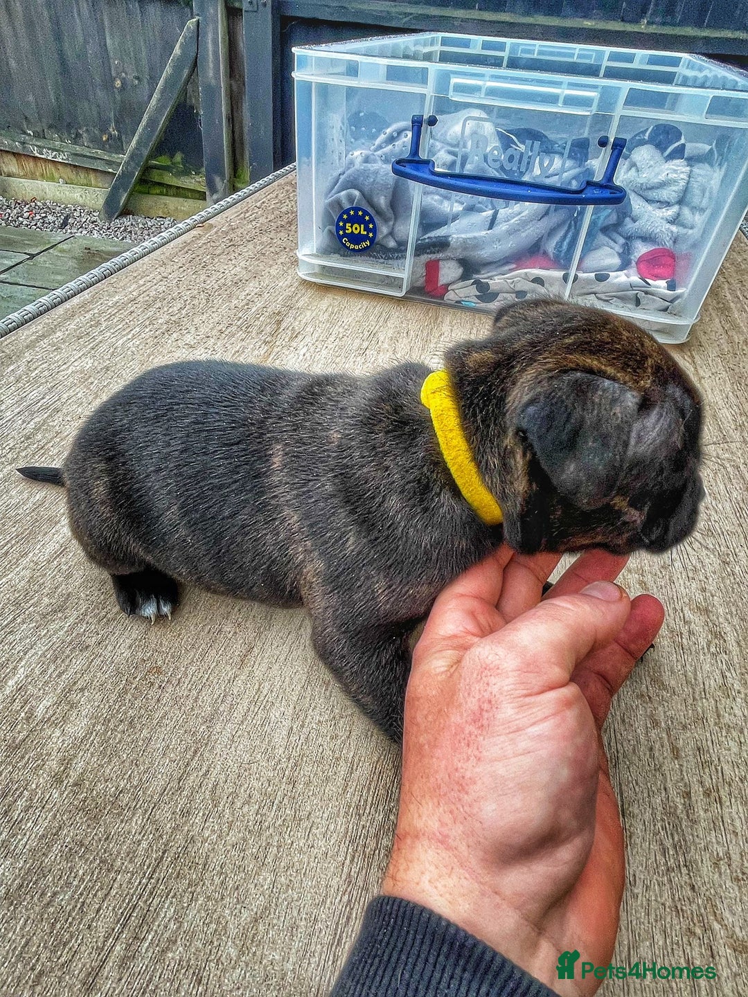 Staffordshire Bull Terrier dogs for sale: Staffordshire bull terrier puppies - Advert 17