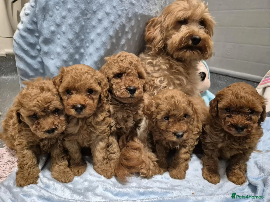 Maltipoo dogs for sale: Maltipoo F1B puppies - Advert 1