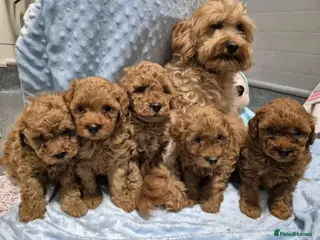 Maltipoo dogs Maltipoo F1B puppies - Advert 3