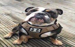 English Bulldog dogs for sale: English Bulldog Puppies - Image 8