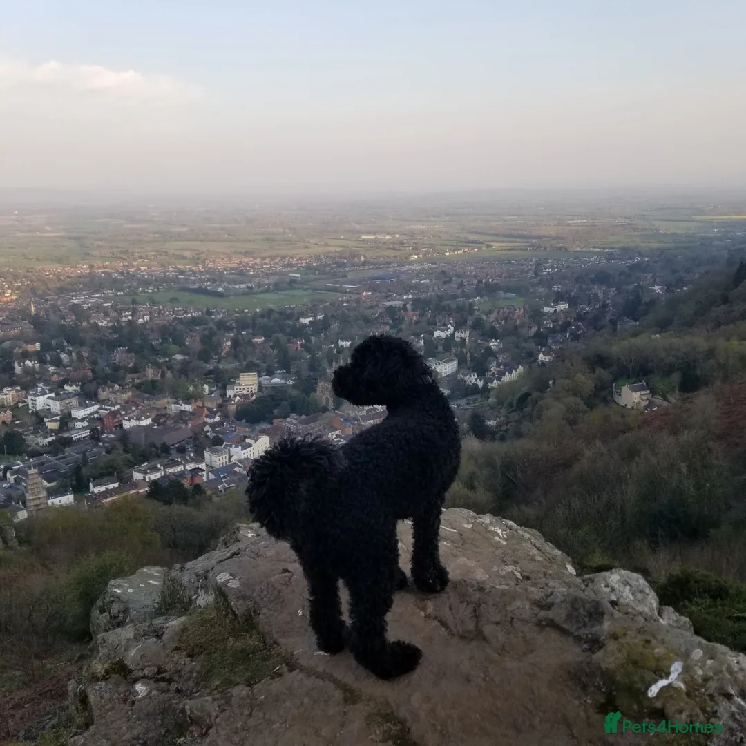 Miniature Poodle dogs for stud: 5 yr old KC registered black miniature poodle stud - Advert 9