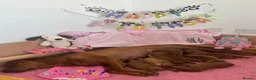 Labrador Retriever dogs for sale: Beautiful Fox Red Labrador Puppies in Wellington - Advert 9