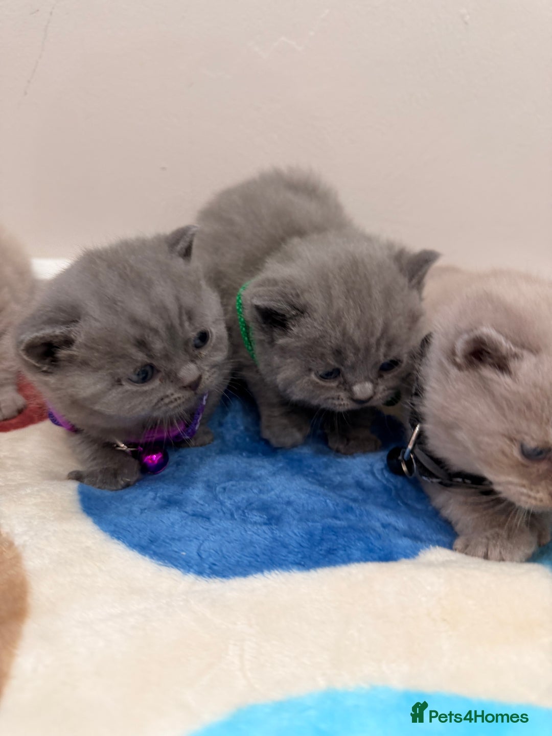 British Shorthair cats for sale: Beautiful big British Shorthair Kittens - Advert 12