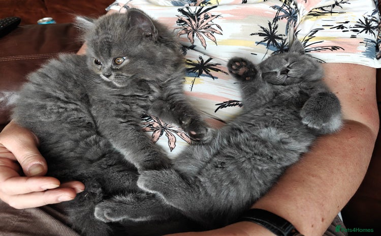 British Shorthair cats - Advert 16