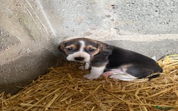 Beagle dogs for sale:  Beagle Pups - Parents DNA Tested - Image 4
