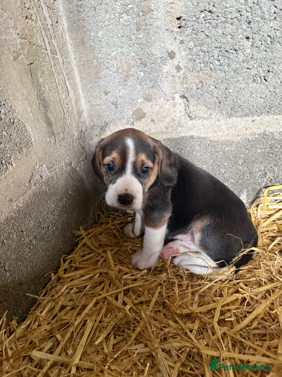 Beagle dogs for sale:  Beagle Pups - Parents DNA Tested - Image 4