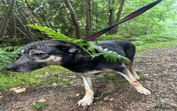 Mixed Breed dogs for adoption: Joey - Norwich Norfolk  - Image 18