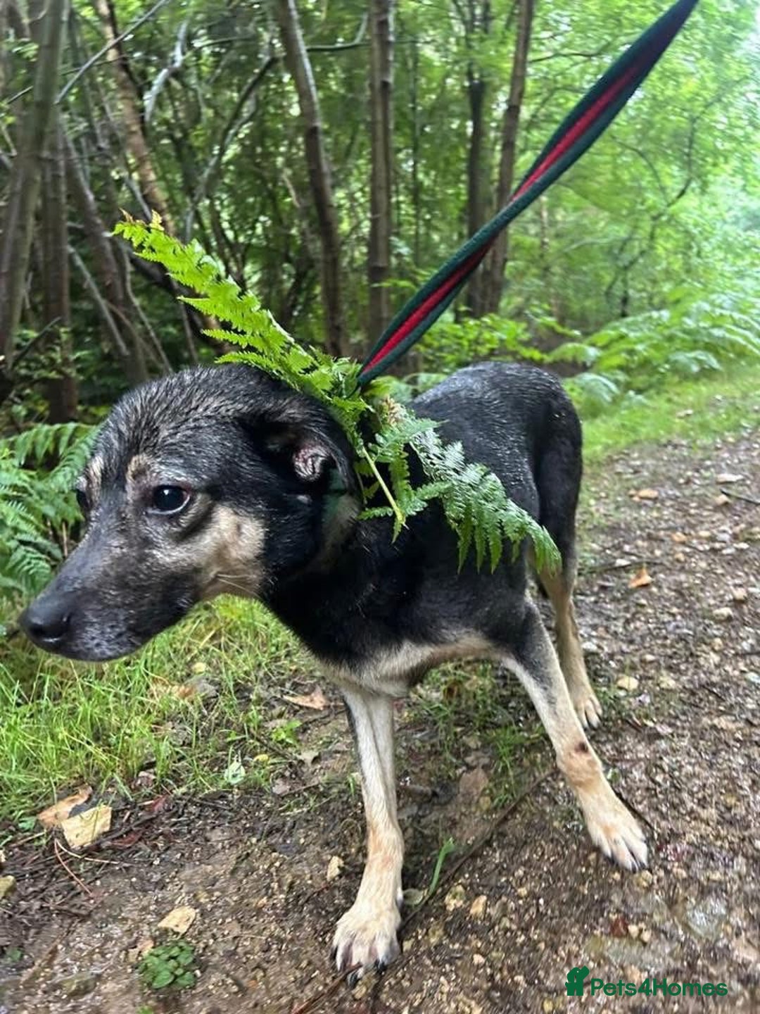 Mixed Breed dogs for adoption: Joey - Norwich Norfolk  - Image 18
