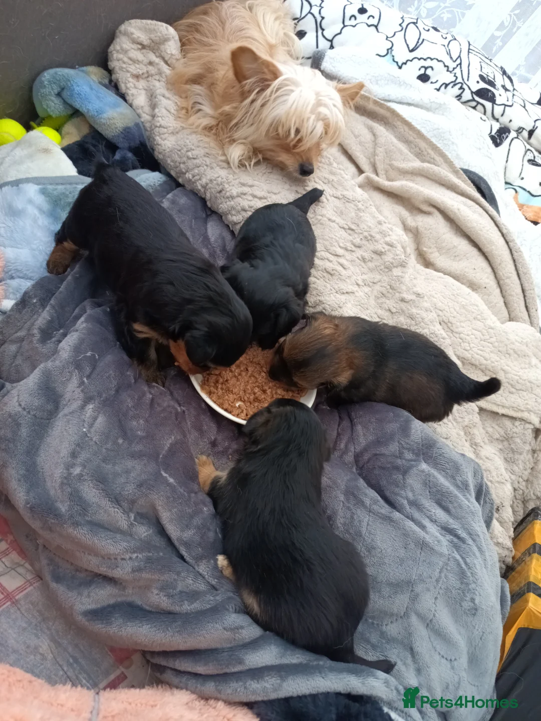 Mixed Breed dogs for sale: Small Mixed Breed Puppy  - Advert 4