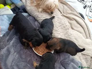 Mixed Breed dogs Small Mixed Breed Puppy - Advert 15