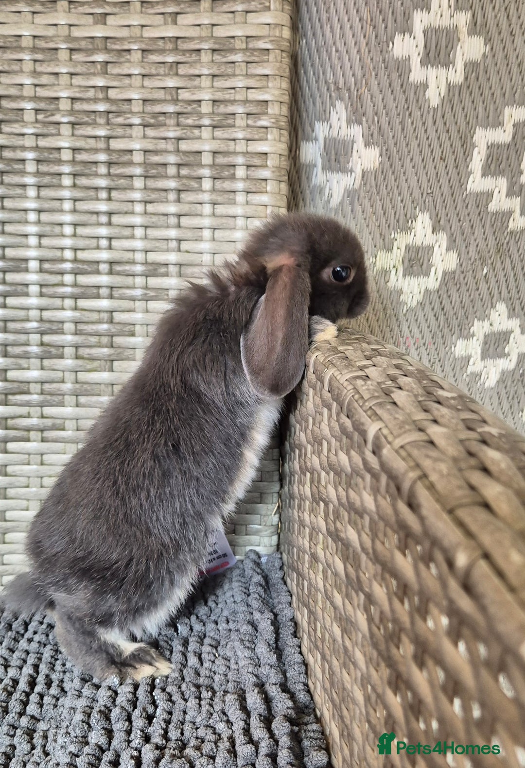 Mini Lop rabbits for sale: Mini Lop Baby Bunnies  - Image 3