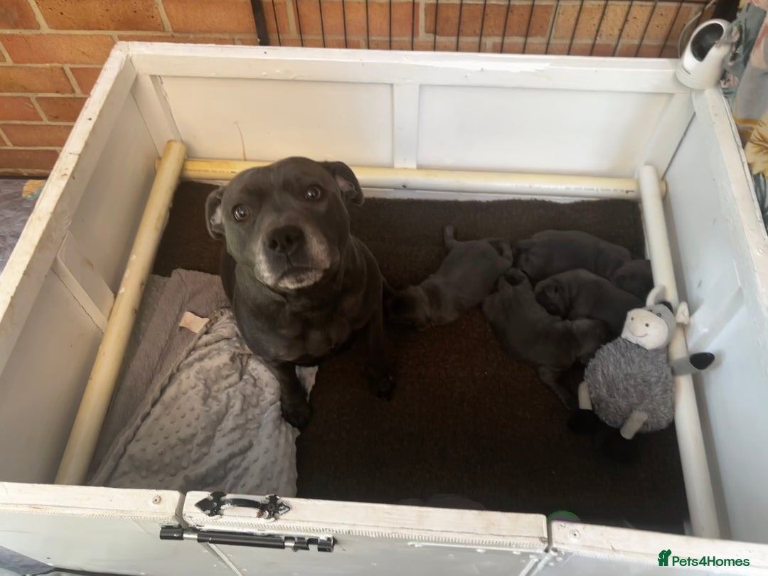 Staffordshire Bull Terrier dogs for sale: KC Staffordshire bull terrier LAST BOY REDUCED  - Image 7