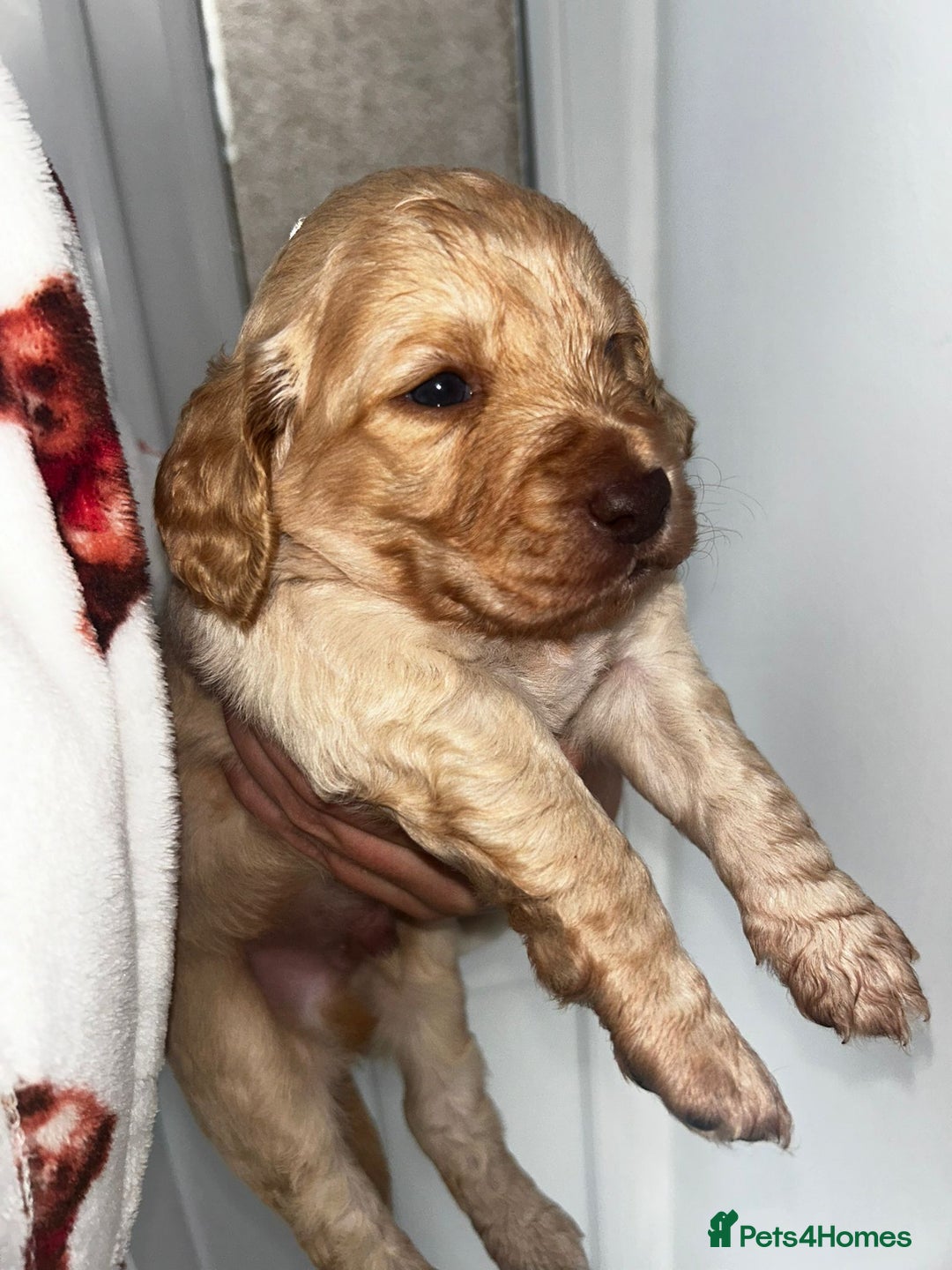 Cockapoo dogs for sale: Beautiful cockerpoo puppies  - Image 21