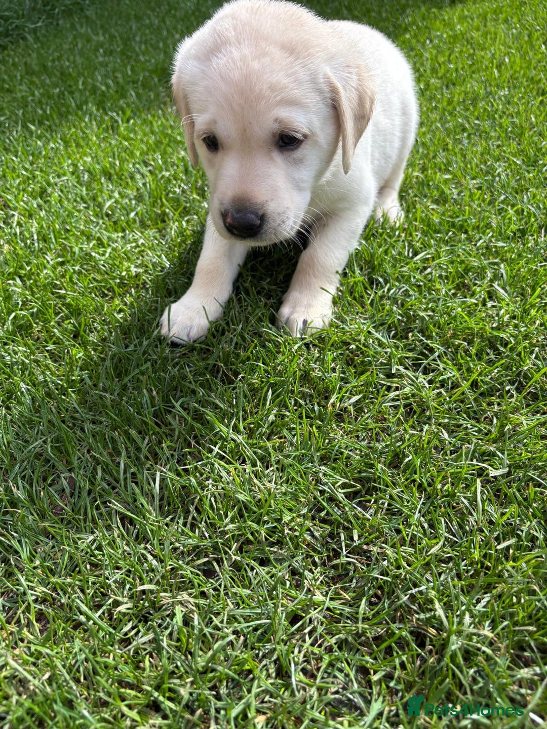 Labrador Retriever dogs for sale: ⭐️⭐️Stunning KC Reg Yellow Labrador Puppies⭐️⭐️ - Image 22
