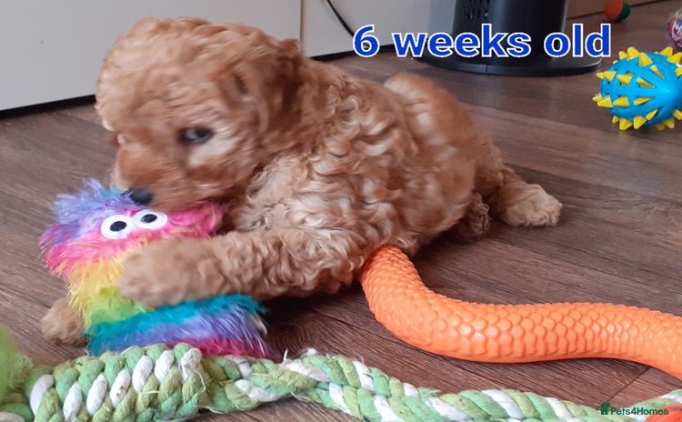Mixed Breed dogs - Advert 6