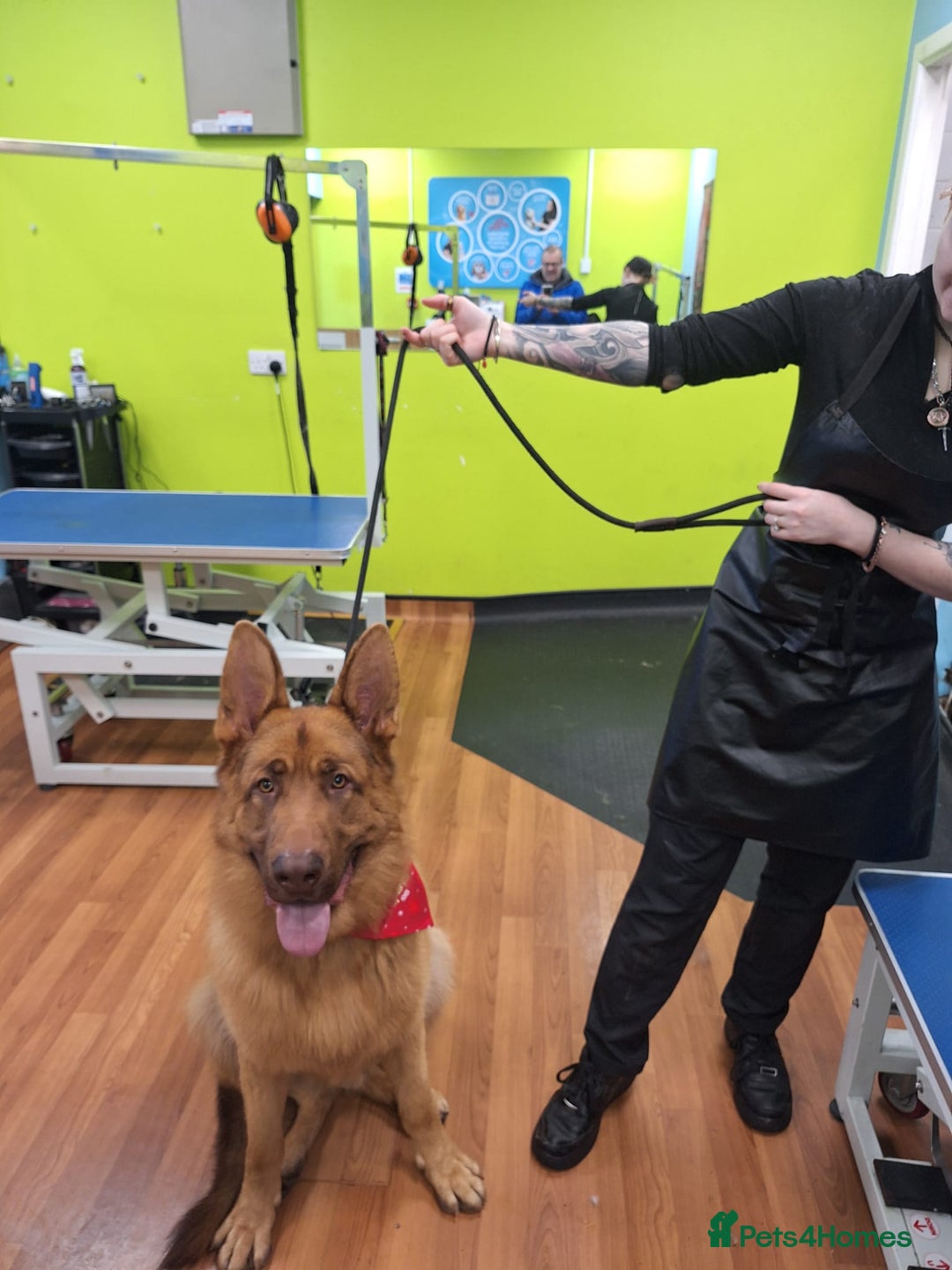 German Shepherd dogs for sale: STUNNING LIVER GERMAN SHEPHERD  - Image 1
