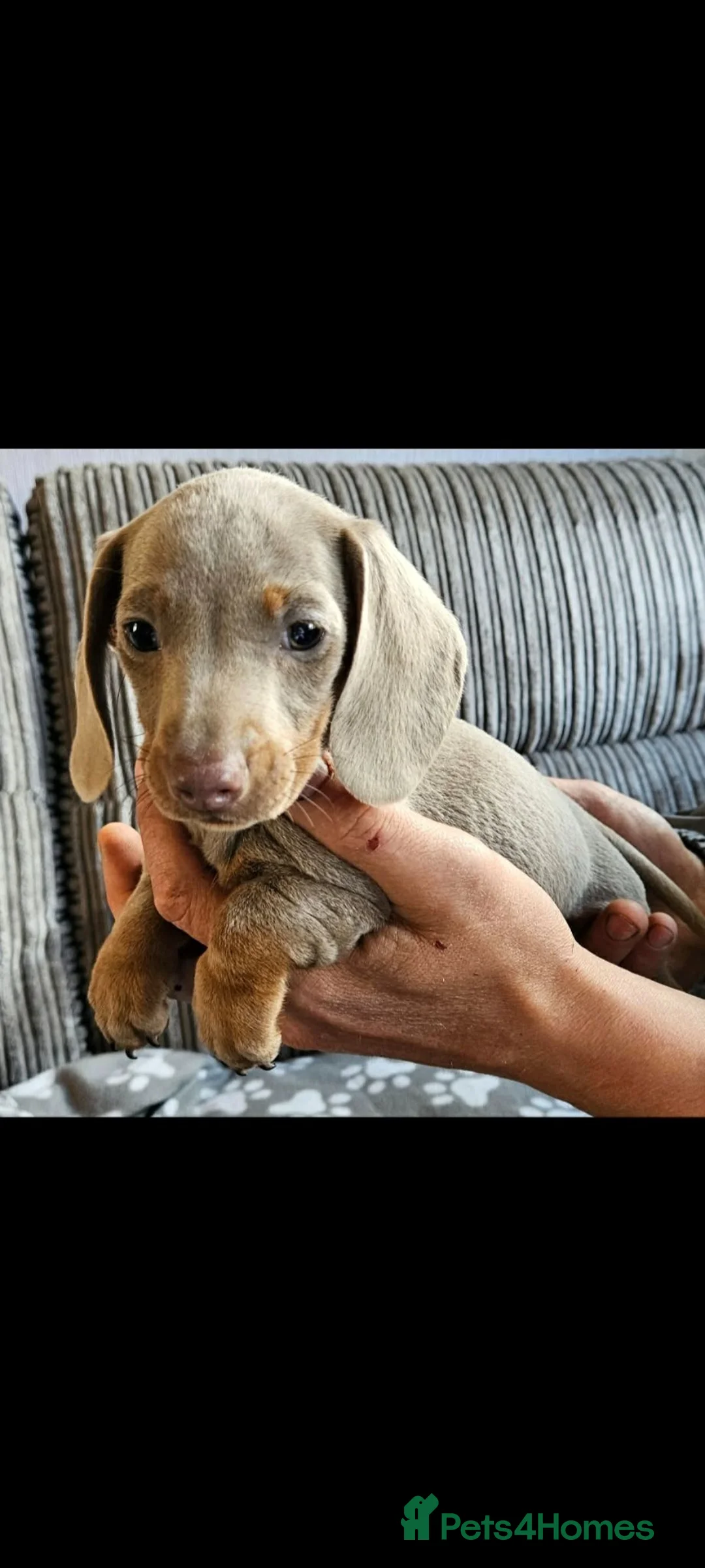 Dachshund dogs for sale: Miniature Dachshund puppy's for sale  - Advert 2