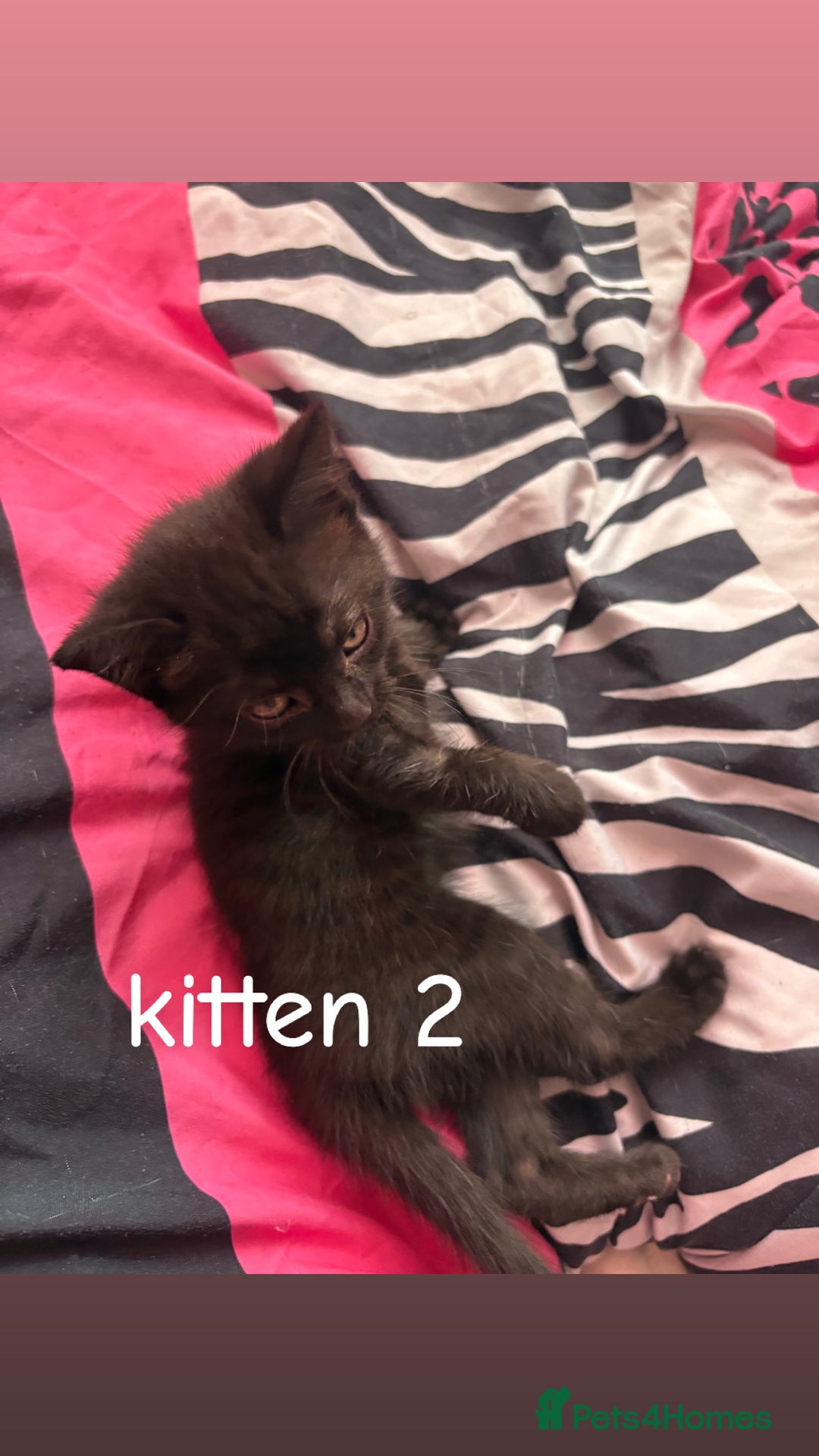 British Shorthair cats for sale: 2 British shorthair 1 British longhair kittens - Image 5