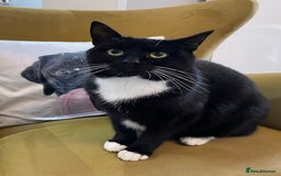 Domestic Shorthair cats for sale: Cat for adoption - Image 1