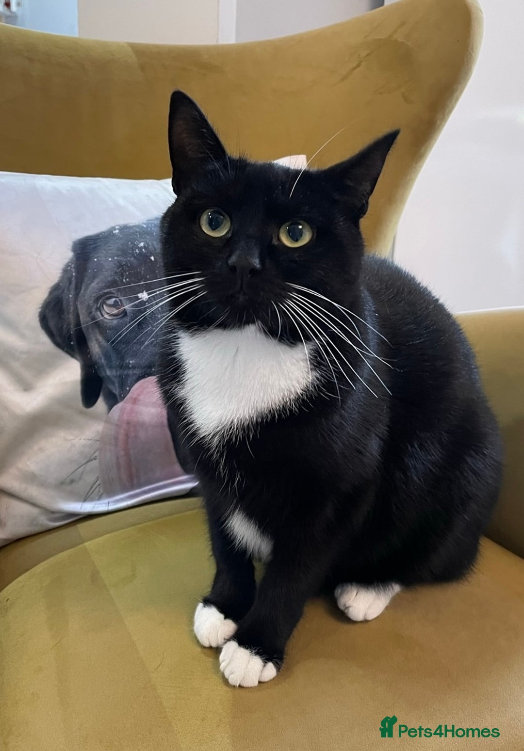Domestic Shorthair cats for sale: Cat for adoption - Image 1