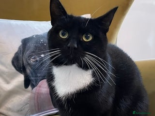 Domestic Shorthair cats - Advert 25