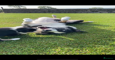 Border Collie dogs - Advert 15