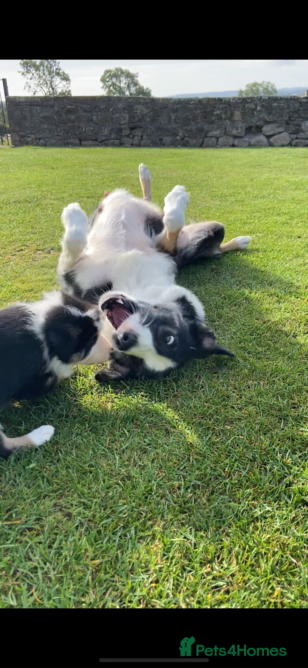 Border Collie dogs for sale: Adorable Border Collie pups for sale - Image 3