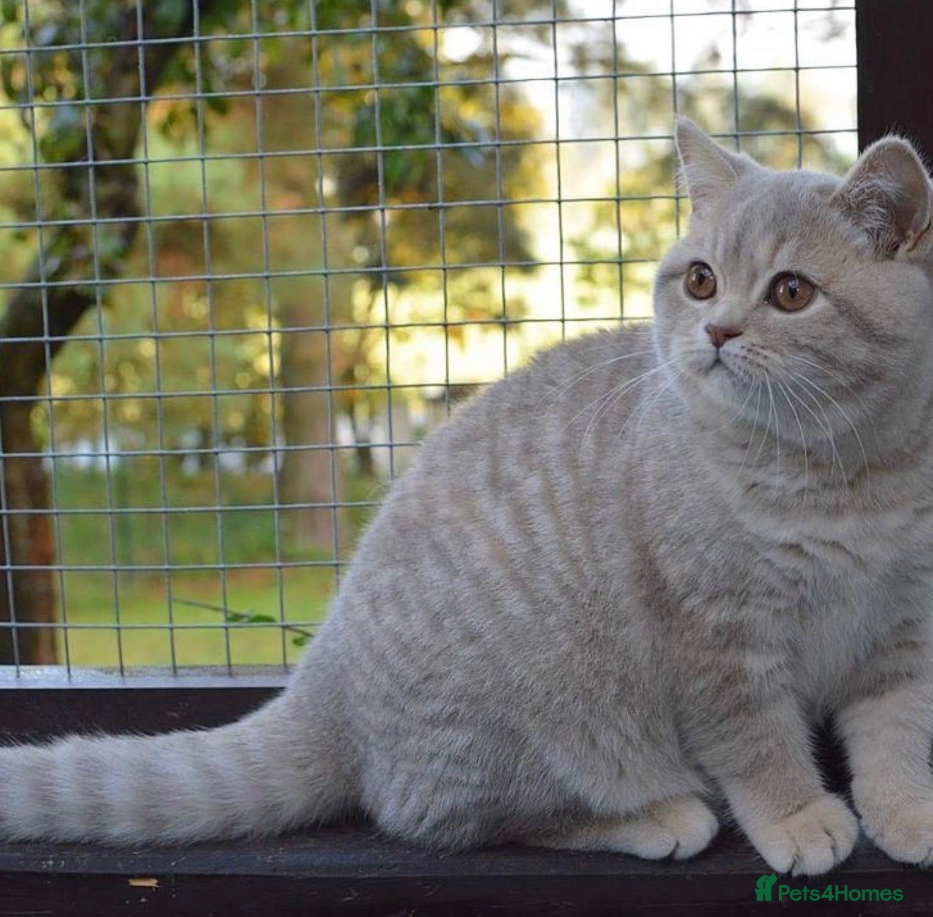 British Shorthair cats British Shorthair Female Seeking Loving Home  - Advert 6
