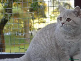 British Shorthair cats British Shorthair Female Seeking Loving Home - Advert 6