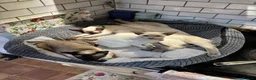 Siamese cats for sale: Pedigree quality kittens  in Longhope - Advert 6