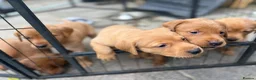 Labrador Retriever dogs for sale: KC registered fox red working line Labradors - Advert 5