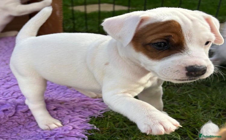 Parson Russell dogs - Advert 1