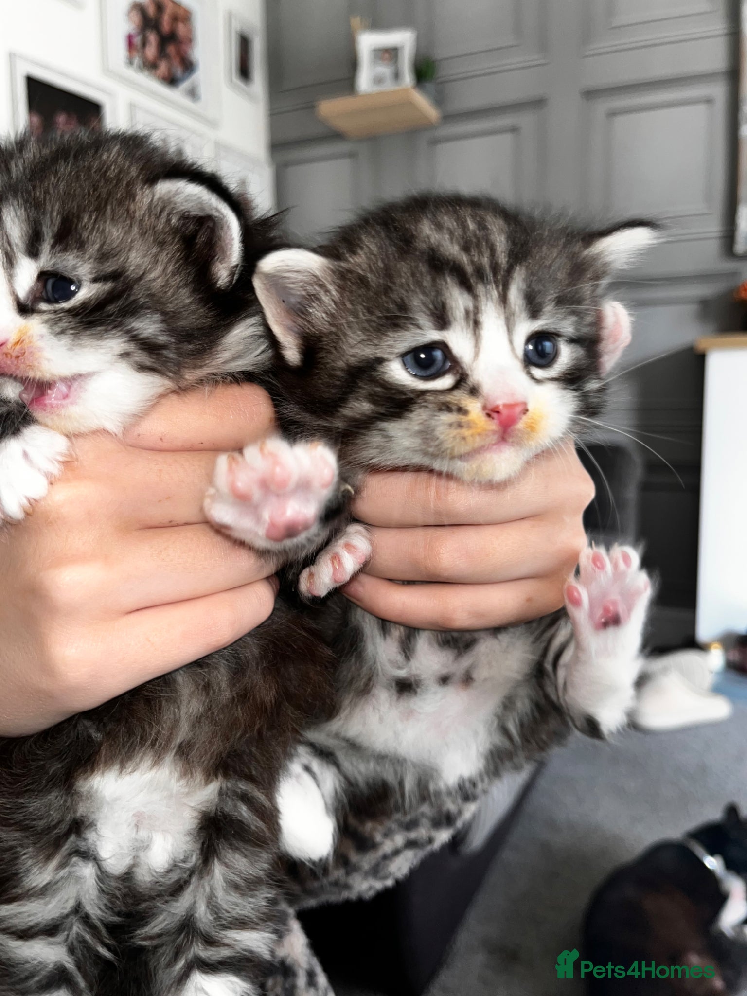 British Longhair cats Gray tabby long haired kittens with blue eyes  - Advert 14