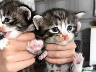 British Longhair cats Gray tabby long haired kittens with blue eyes - Advert 14