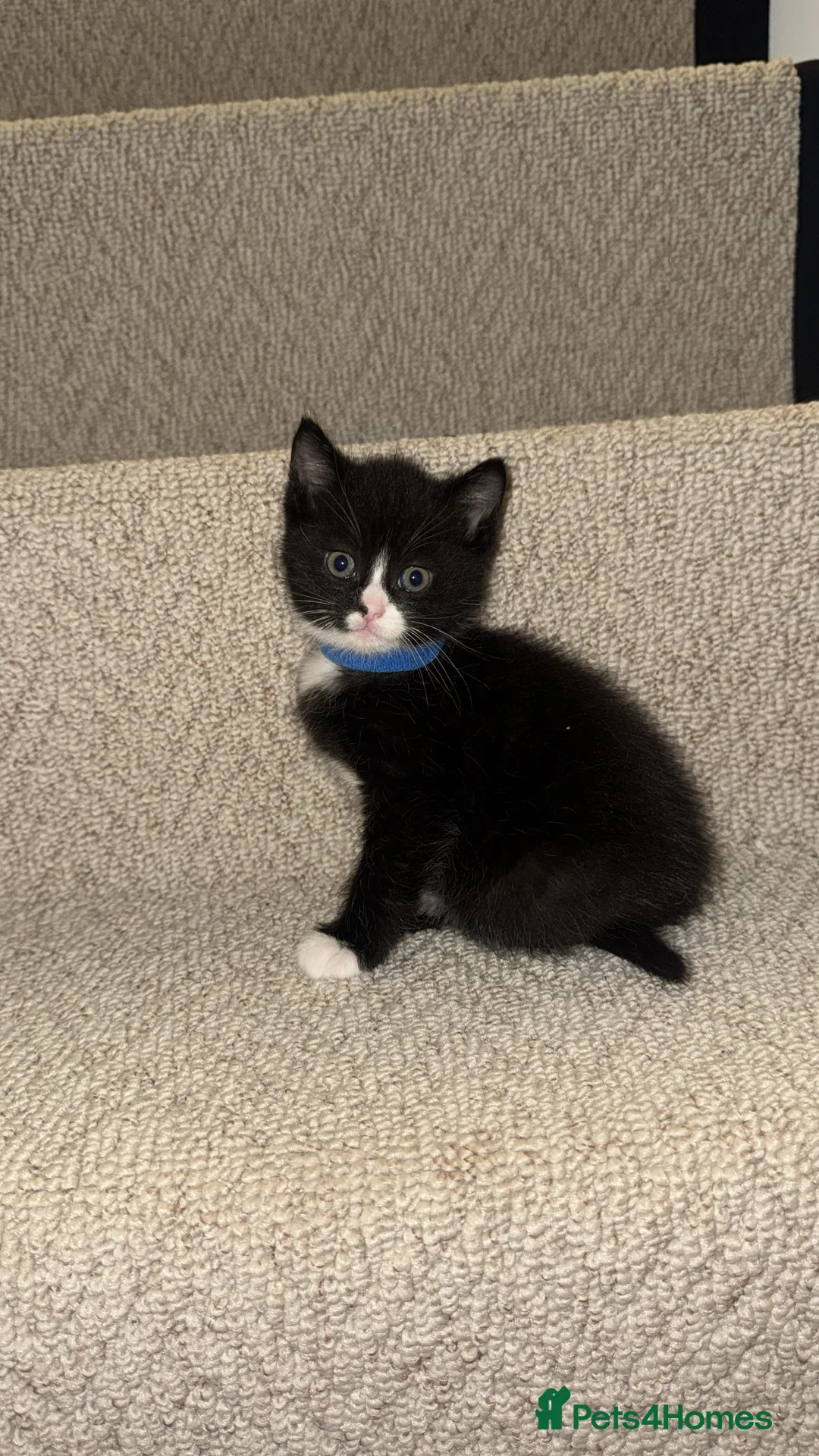 Mixed Breed cats for sale: Perdoll  mixed domestic  - Advert 2