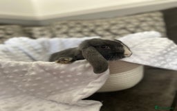 Mini Lop rabbits for sale: Mini lop kits  - Image 4