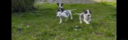 Whippet dogs for sale: Whippet puppy’s  in Beaworthy - Advert 16