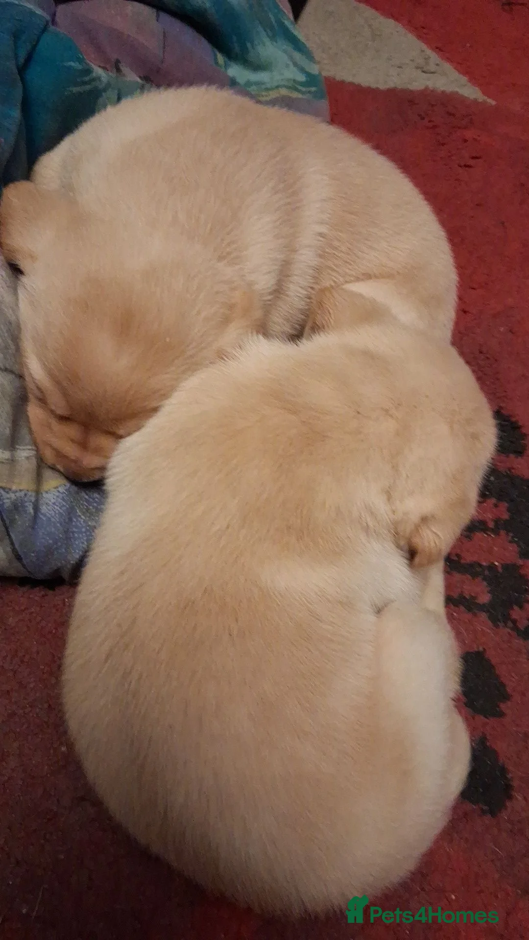 Labrador Retriever dogs for sale: Labrador puppies  in Beaworthy - Advert 5